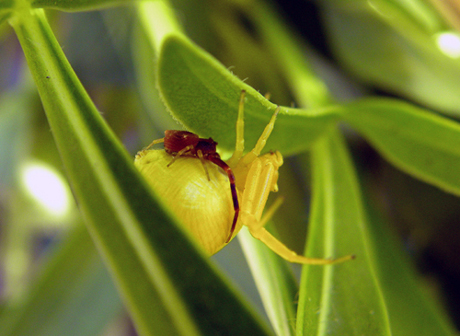 Thomisus sp.